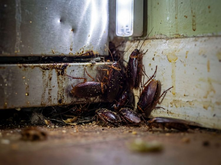 Cockroaches clustered behind kitchen appliance - hidden infestation