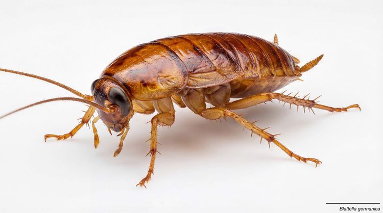 German cockroach (Blattella germanica) close-up showing identifying markings
