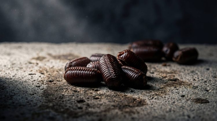 Cockroach egg cases (oothecae) - rapid reproduction