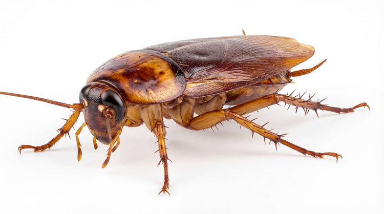 American cockroach (Periplaneta americana) close-up showing reddish-brown body