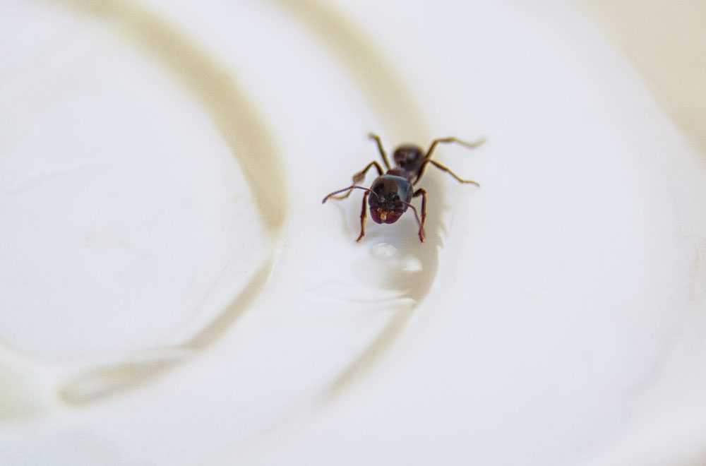 moisture ant in the kitchen. Black ant on a white background.