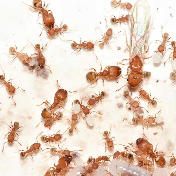 Big-headed-ants-group-web