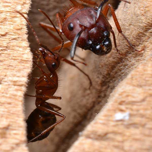 Florida-carpenter-ant-workers-web