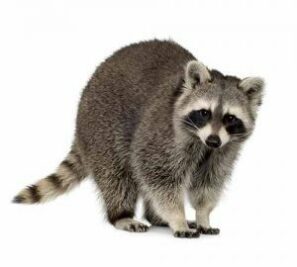 Racoon a white background.