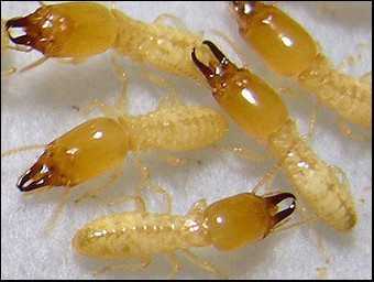 Termites_image2