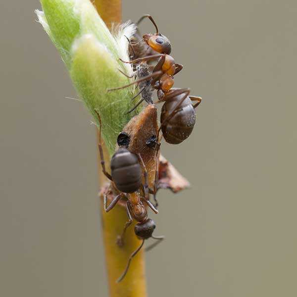 Velvety-Tree-Ant