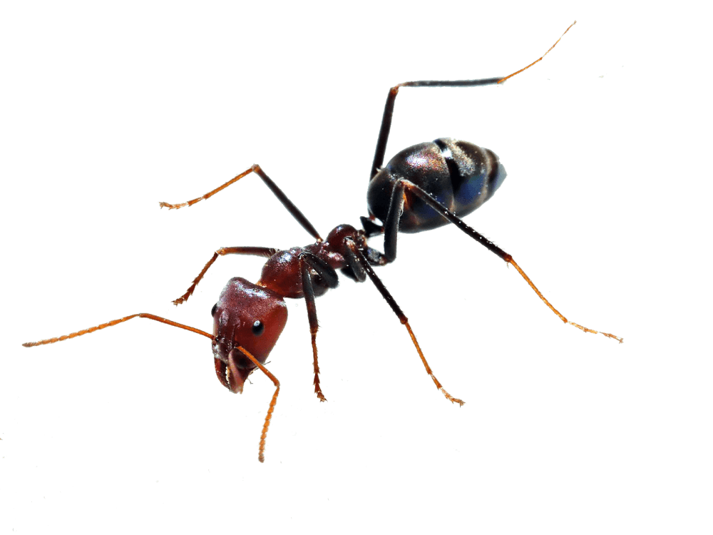 Seattle Ant