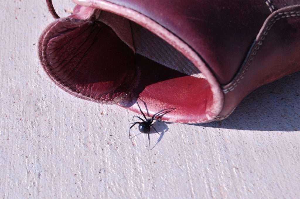 Black Widow crawling into a boot.