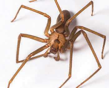 brown-recluse-spider-350x284