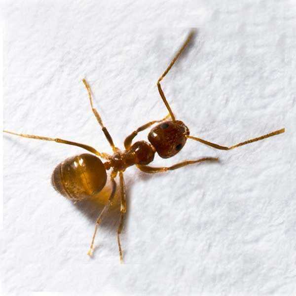 crazy-ants