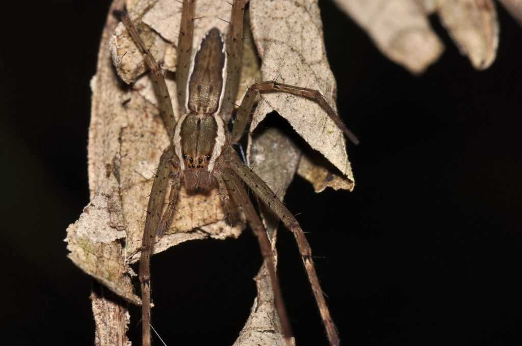 Hobo Spider in the Wild