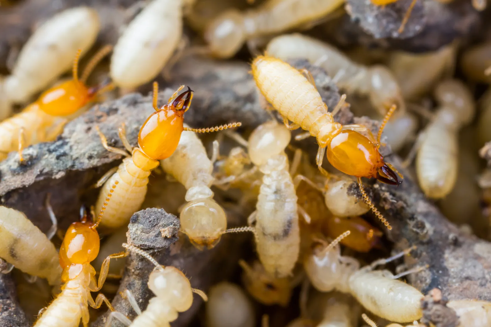istock-termite