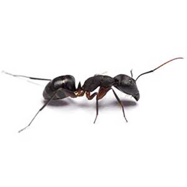 odorous-ant