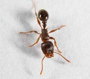 pavement-ants
