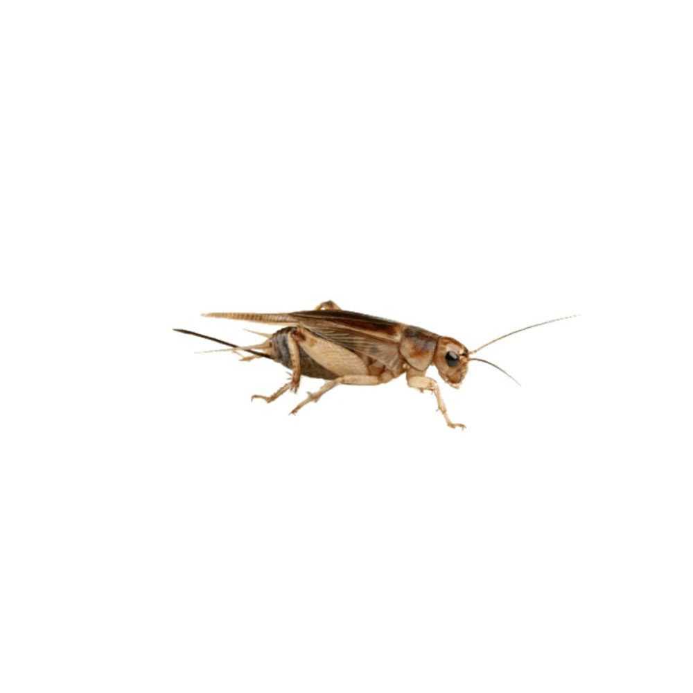 pest-library-crickets