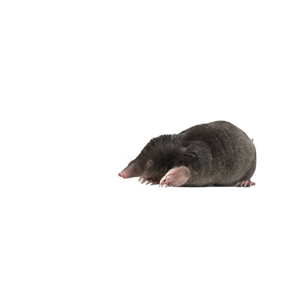pest-library-mole