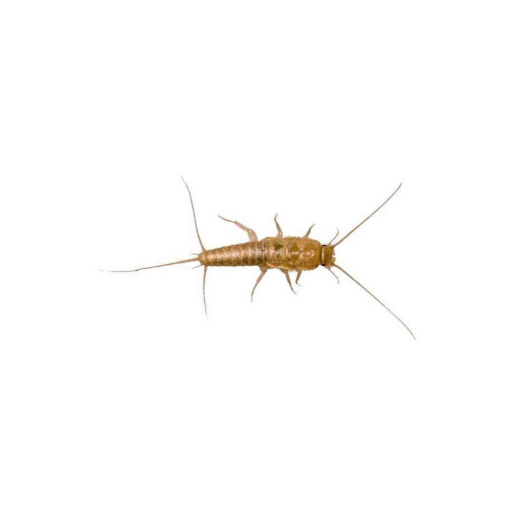 pest-library-silverfish