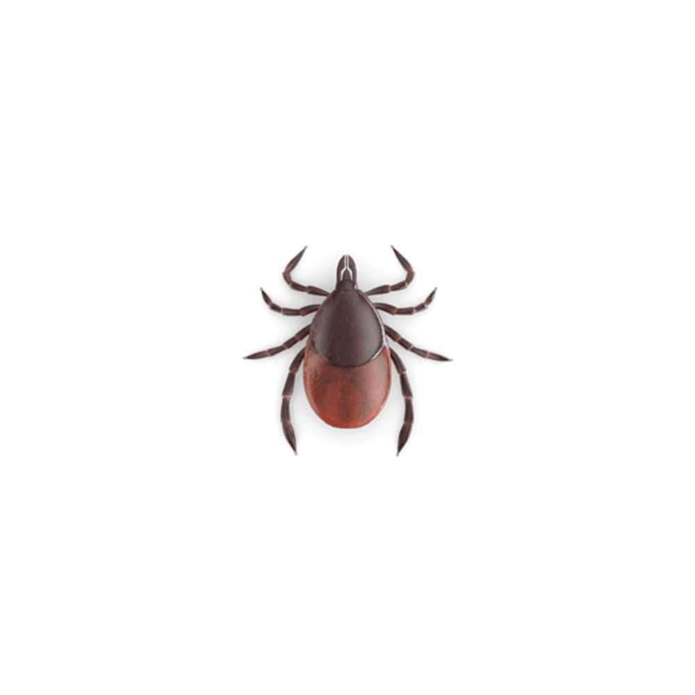 pest-library-ticks
