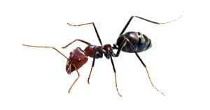 Ant Types Near Seattle