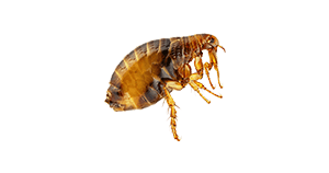 pest-type-flea
