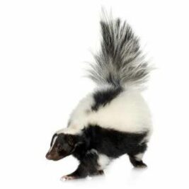 Skunk on a white background.