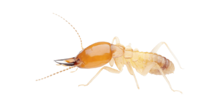 Termite on a white background.