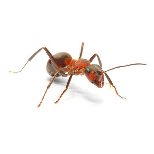 thaching-ant