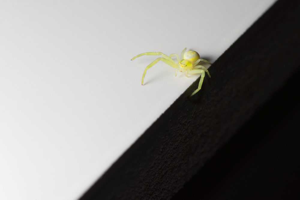 yellow-sac-spider-scaled