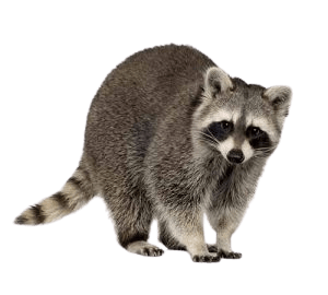 Raccoon-500-450-300x270-300x270-1-removebg-preview