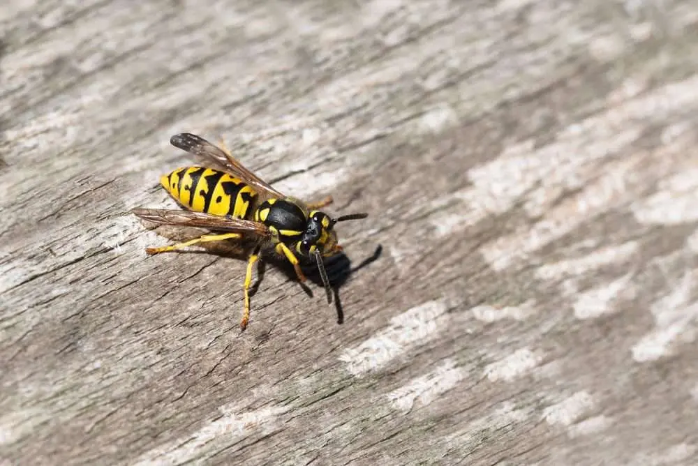 Safety Tips for Wasp or Yellow Jacket Problem