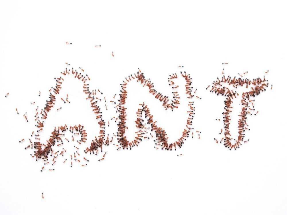 ants that spell the word ant on a white background