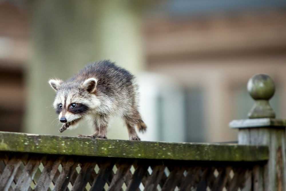 a baby raccoon balanced on top of a fence