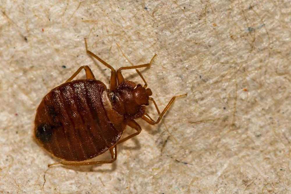 a close-up image of a bed bug on light-colored fabric