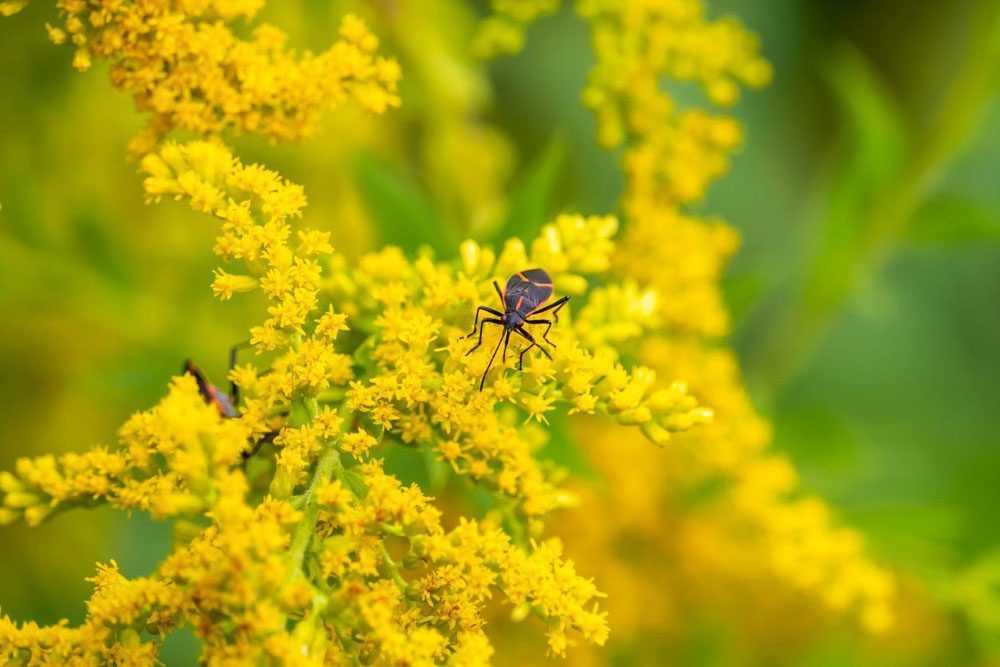 a boxelder bug on a yellow goldenrod flower