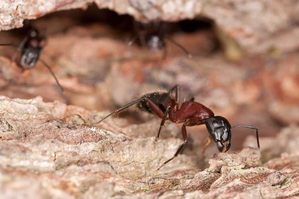 Carpenter ant.