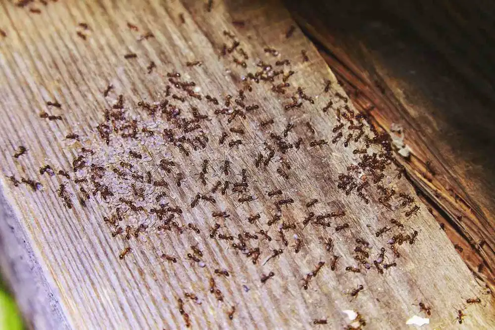 Carpenter ants.