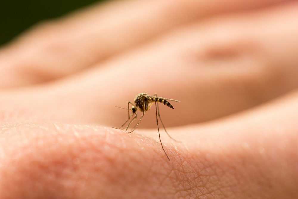 a mosquito biting a human's hand