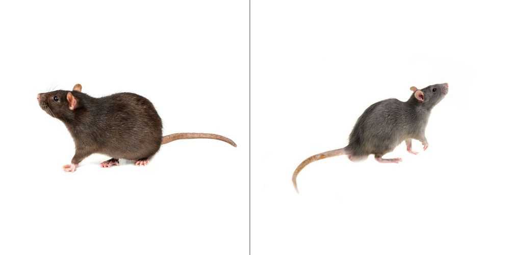 a norway rat on the left and a roof rat on the right on a white background