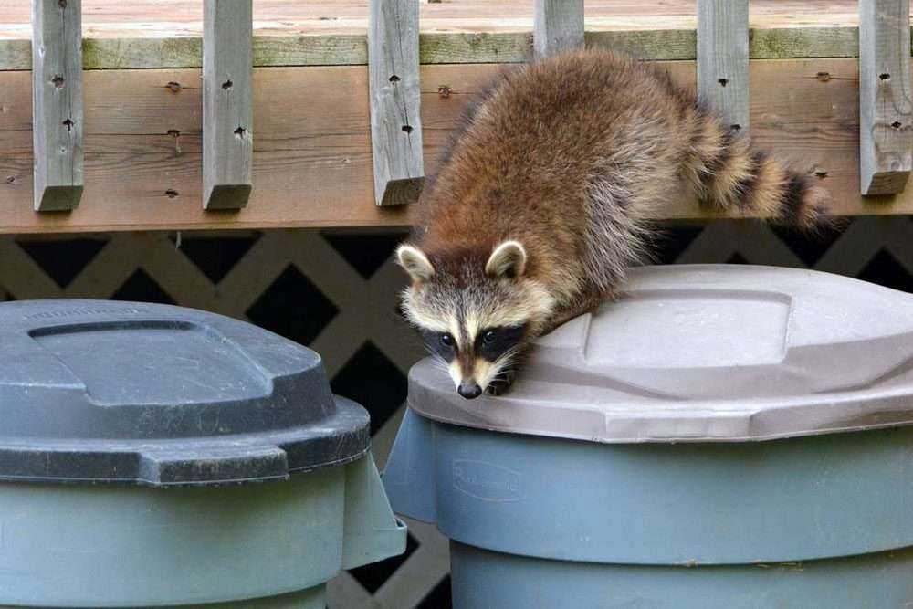 a raccoon getting into trash cans outside a home