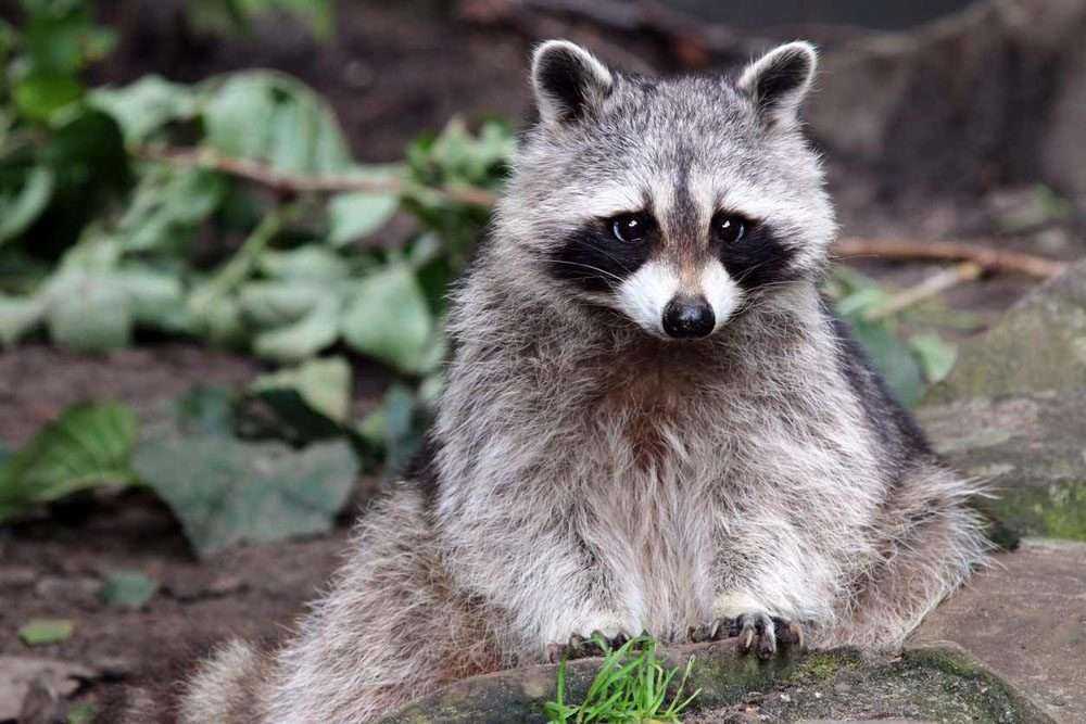a raccoon in the wild