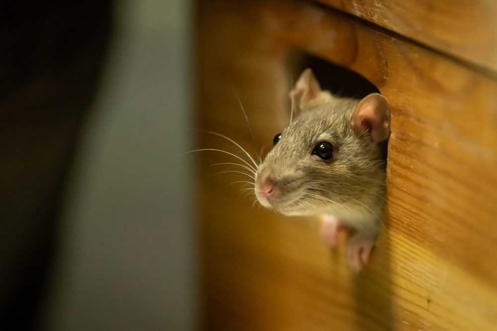 a rat looking through a hole in wood paneling in an attic