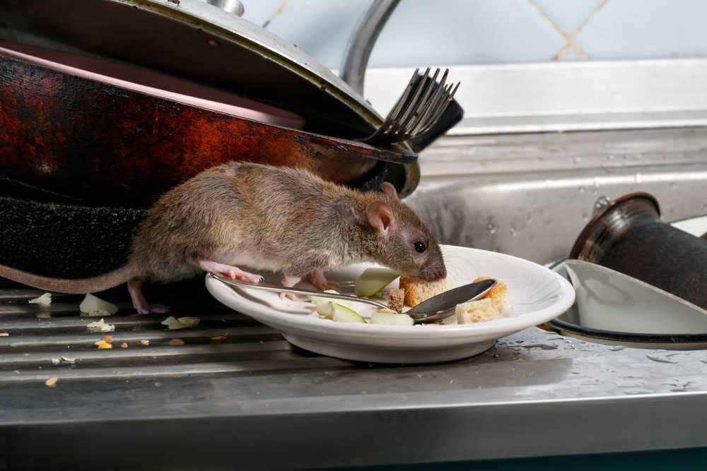 a rodent on a dirty plate near the kitchen sink
