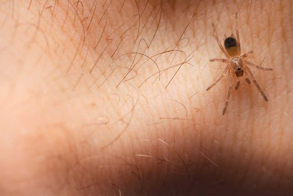 a spider on someone's hand