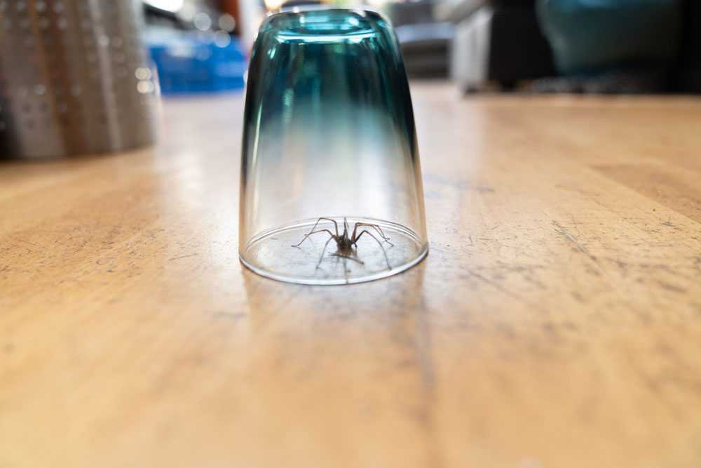 a spider trapped under a clear drinking glass on the floor in a home