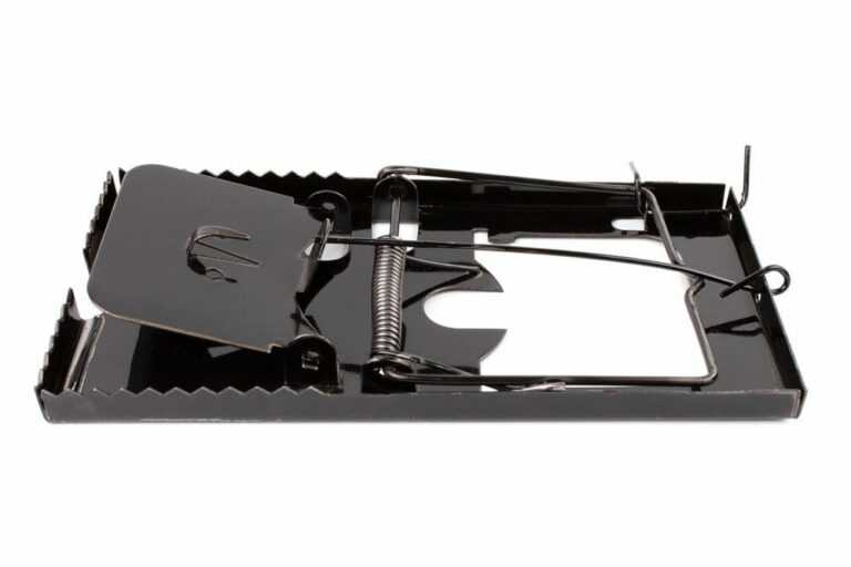 Mouse Trap 101 Avoid These Mistakes PURCOR Pest Solutions