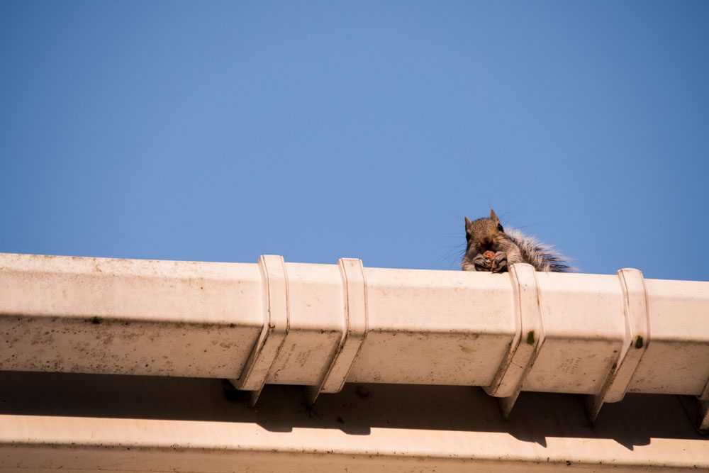 Squirrel in Gutter of Home.