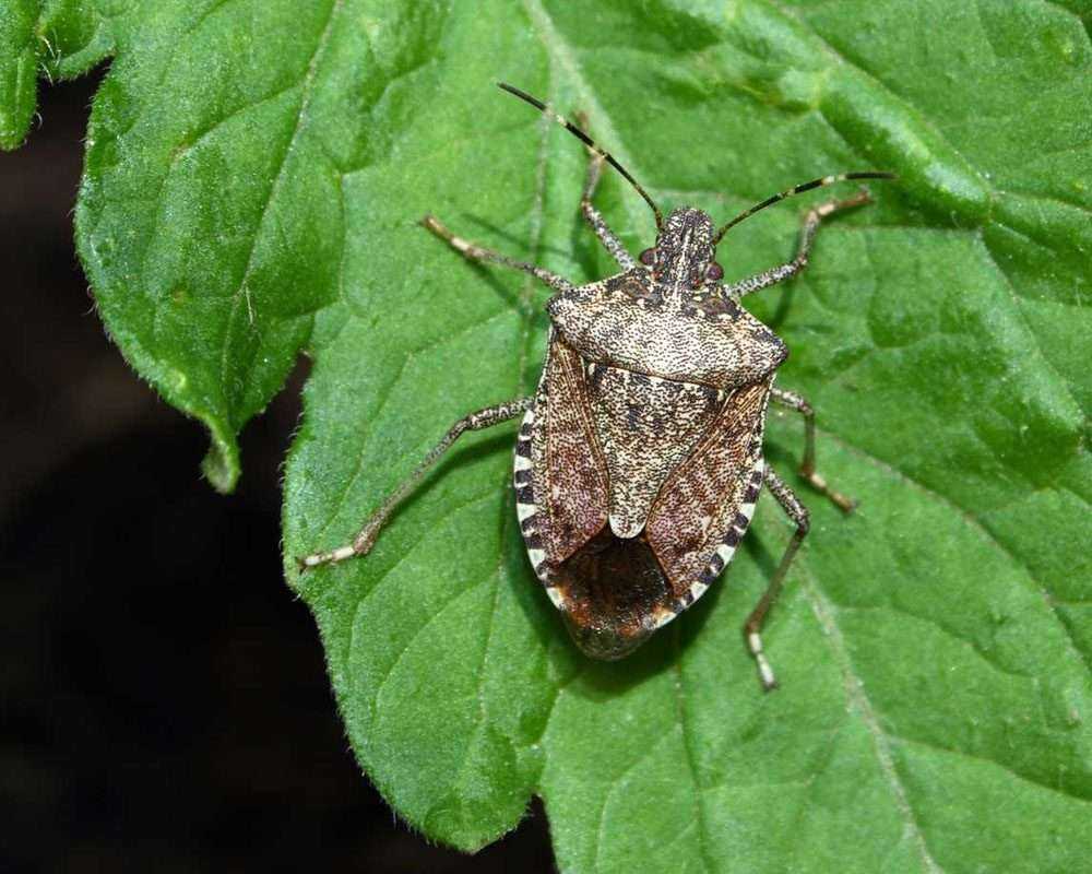 a close-up image of a stink bug sitting on a tomato leaf