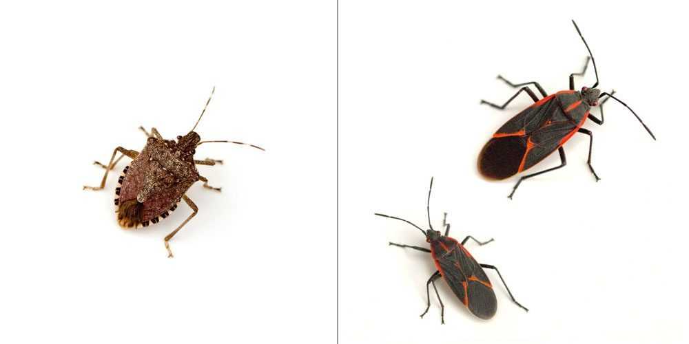 a stink bug on the left and a pair of boxelder bugs on the right on a white background