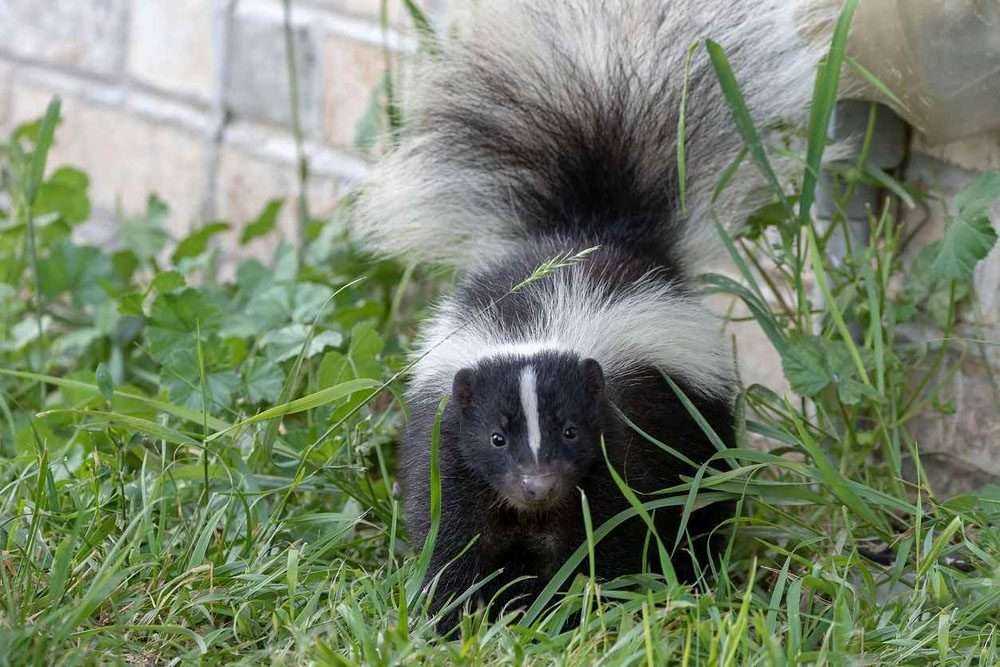 a striped skunk outdoors in the grass