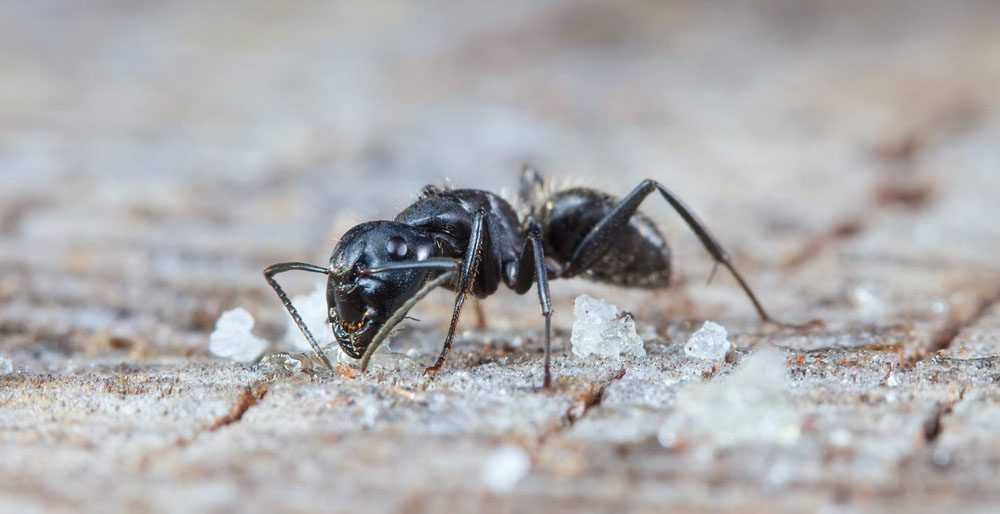 an ant surrounded by tiny crumbs of food